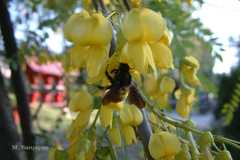 Sophora mollis